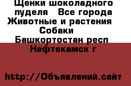 Щенки шоколадного пуделя - Все города Животные и растения » Собаки   . Башкортостан респ.,Нефтекамск г.